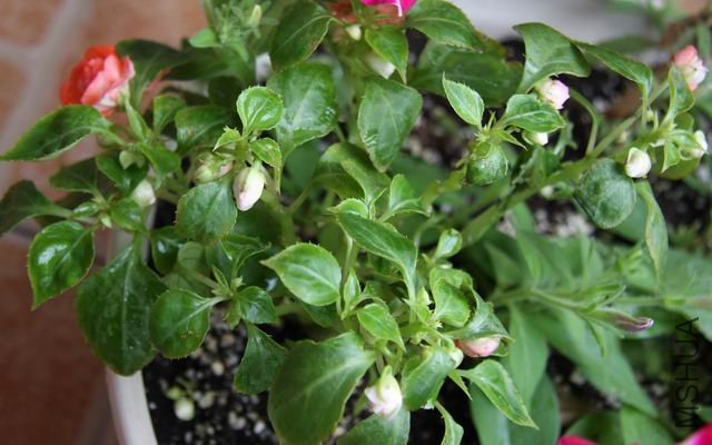 ������С ��Ƭ 1640.jpg