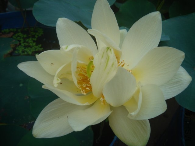 ��ɫ��ȫ����