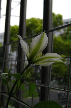 2009-05-25������Ӱ.jpg