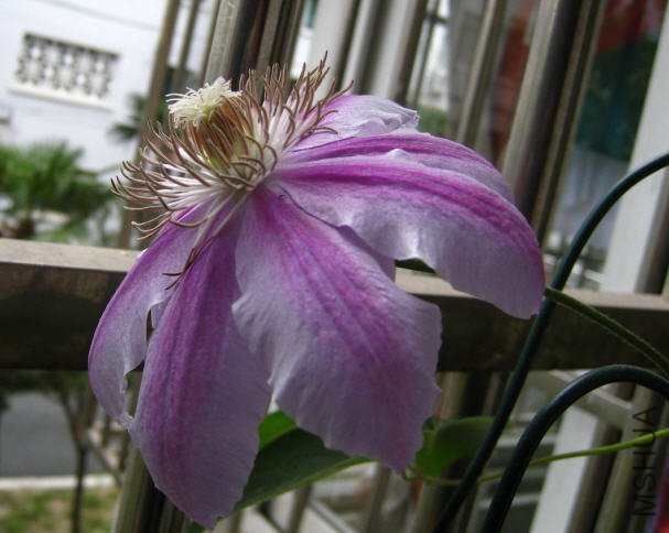 2009-05-02���������.jpg