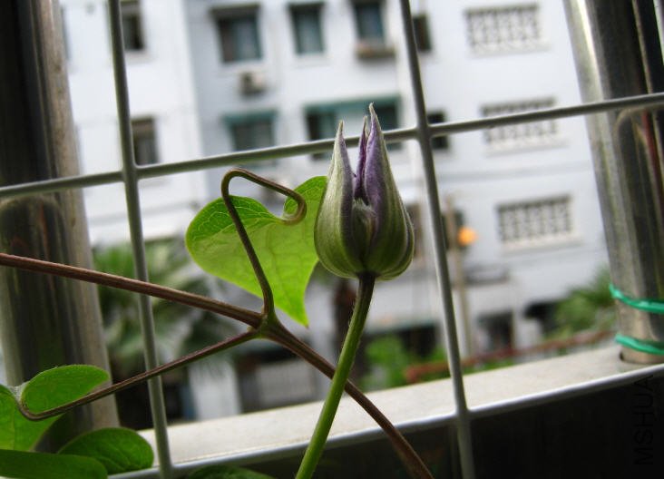 2009-06-17��������.jpg