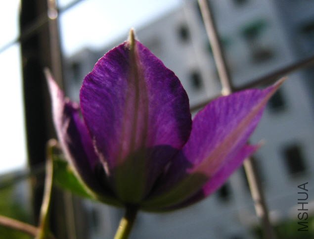 2009-06-18������Ӱ2.jpg