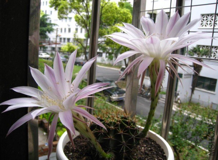 2009-05-23 ��������û�.jpg