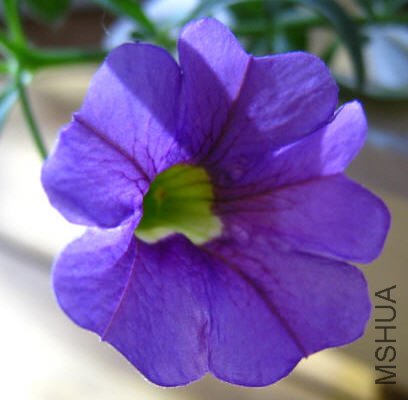 2009-05-08С����ɫ.jpg