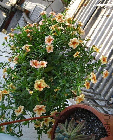 2009-05-22��Խչ�����С��.jpg