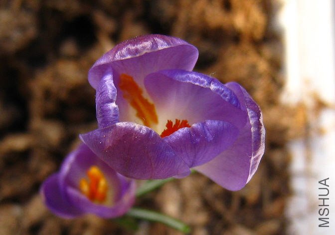 2009-03-20�����ĺ������컨����.jpg