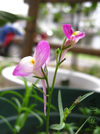 2009-05-16���ֵ������㿪����.jpg