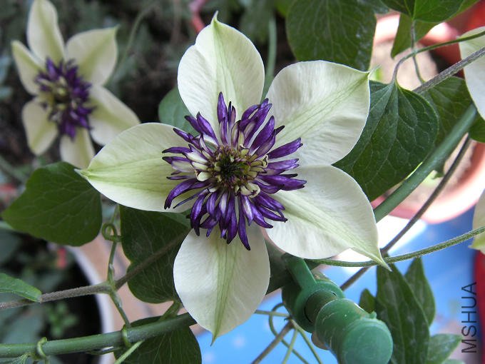 �����5��