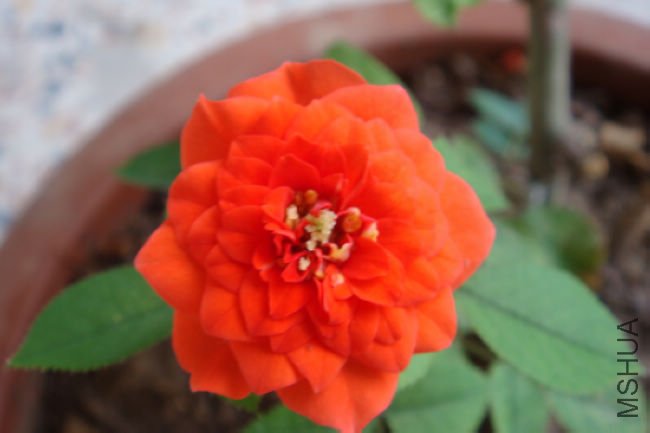 ΢�¿��ĸ�С�ˣ���ɫ����������