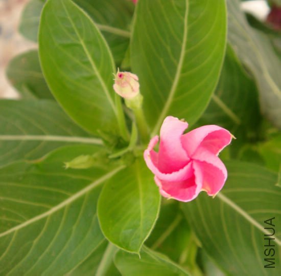 ���մ���С����������˼