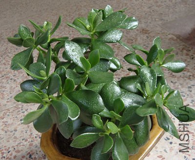 ϲ�������̵����ʸе�ҶƬ