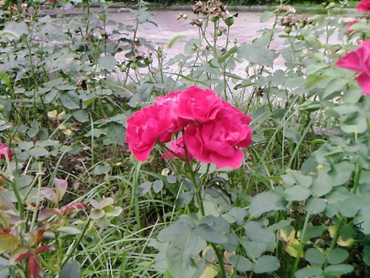 ��Ƭ-0492.jpg