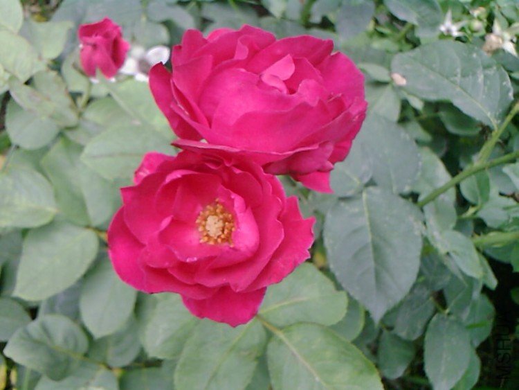 ��Ƭ-0493.jpg