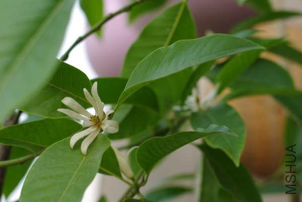 ����Ϯ�˵İ���