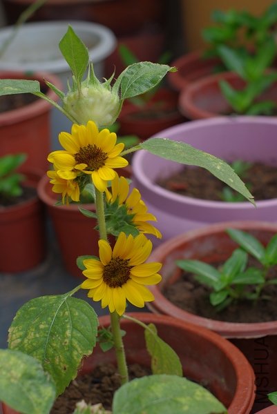 ���������տ�������֩��������