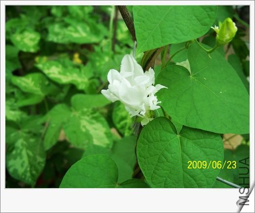 ���տ��� 009.jpg