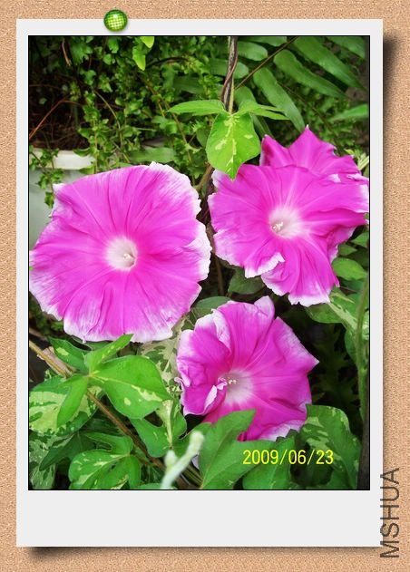 ���տ��� 002.jpg