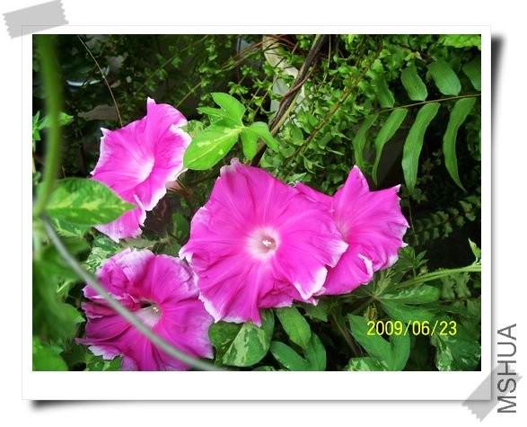 ���տ��� 003.jpg