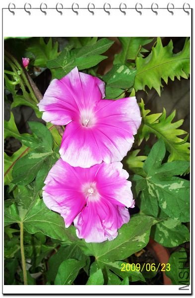 ���տ��� 001.jpg