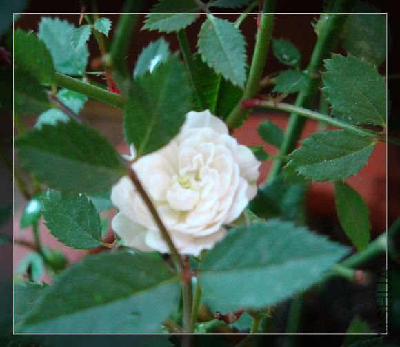 DSC02484.jpg