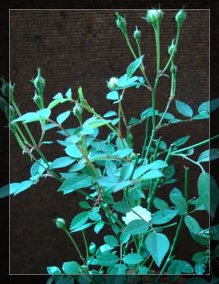 DSC02477.jpg