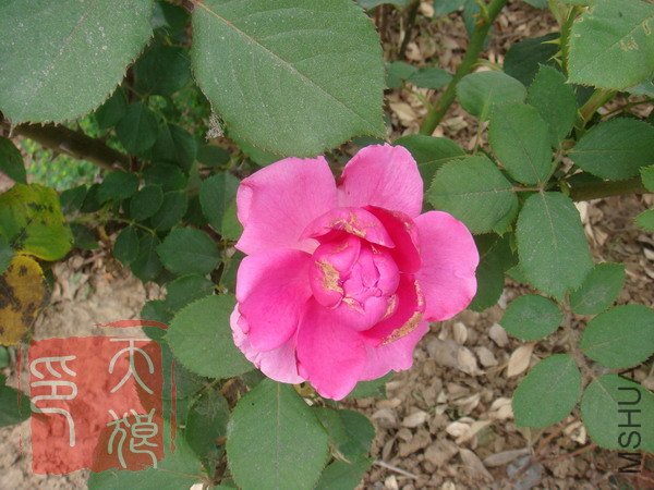 DSC04361.JPG