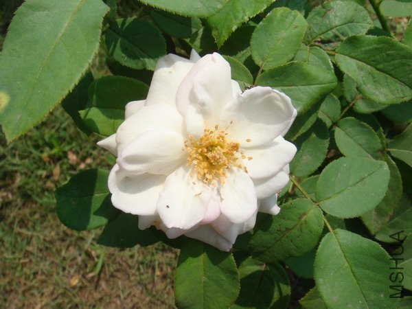 DSC04902.JPG