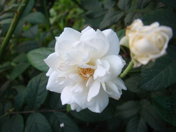 DSC04868.JPG