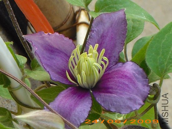 ֻ��4������