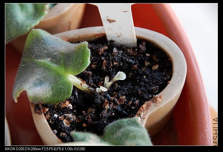 09��2�²��Ҷ��