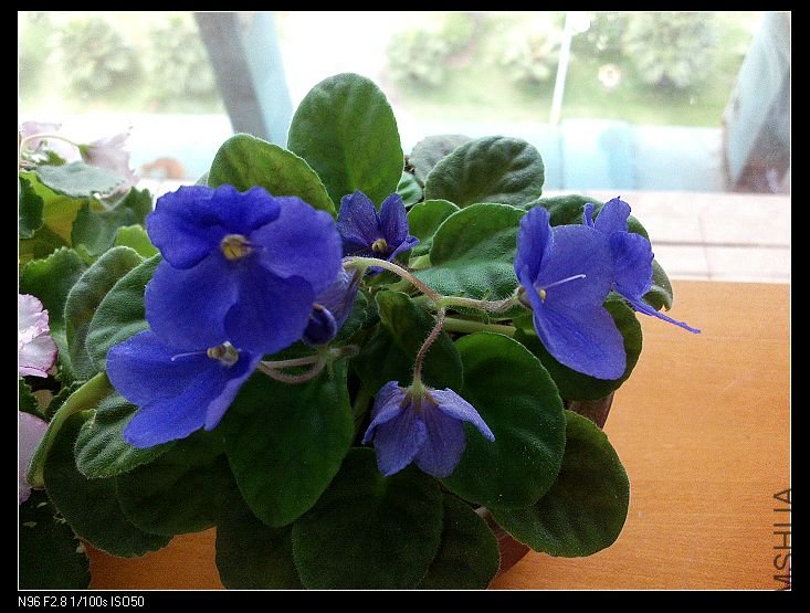 �����ĵ���ɫ