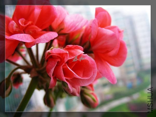nEO_IMG_S10 636.jpg