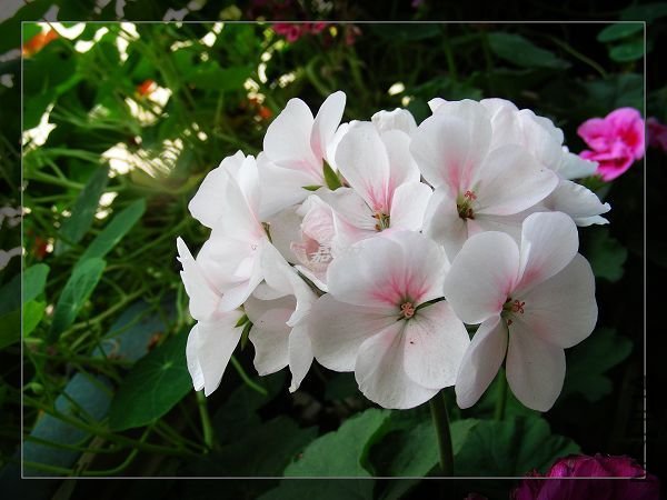 nEO_IMG_090304 774.jpg
