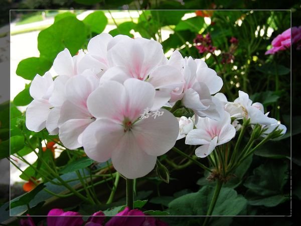 nEO_IMG_090304 775.jpg