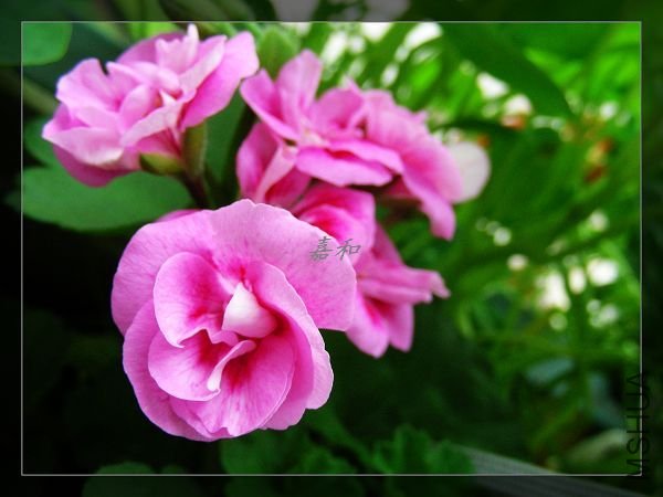 nEO_IMG_090304 390.jpg