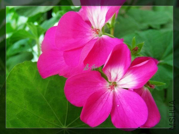 nEO_IMG_S10 1225.jpg
