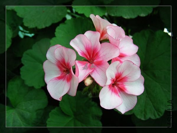 nEO_IMG_090304 773.jpg