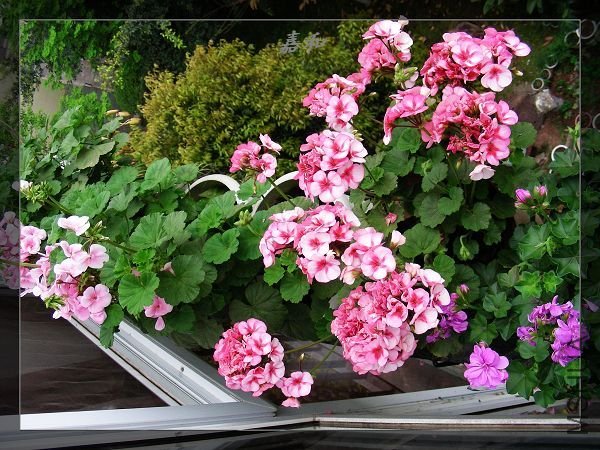 nEO_IMG_S10 1957.jpg