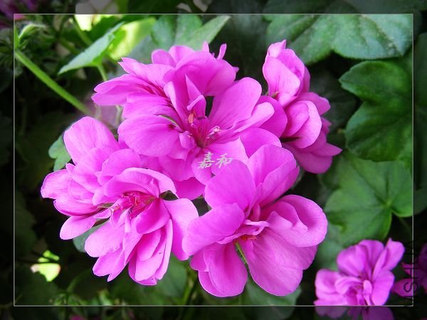 nEO_IMG_S10 1226.jpg
