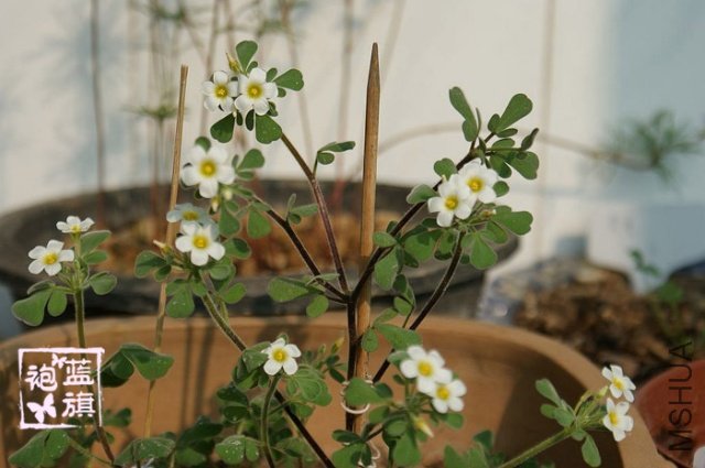 Oxalis anomala-5.jpg