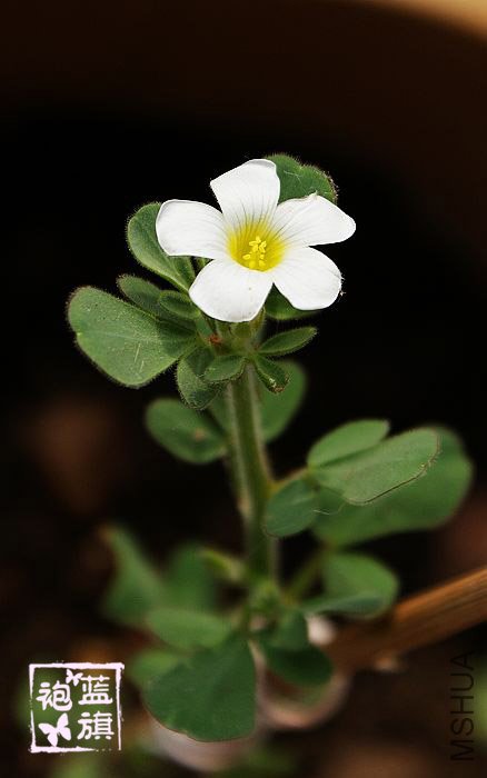 Oxalis anomala-4.jpg