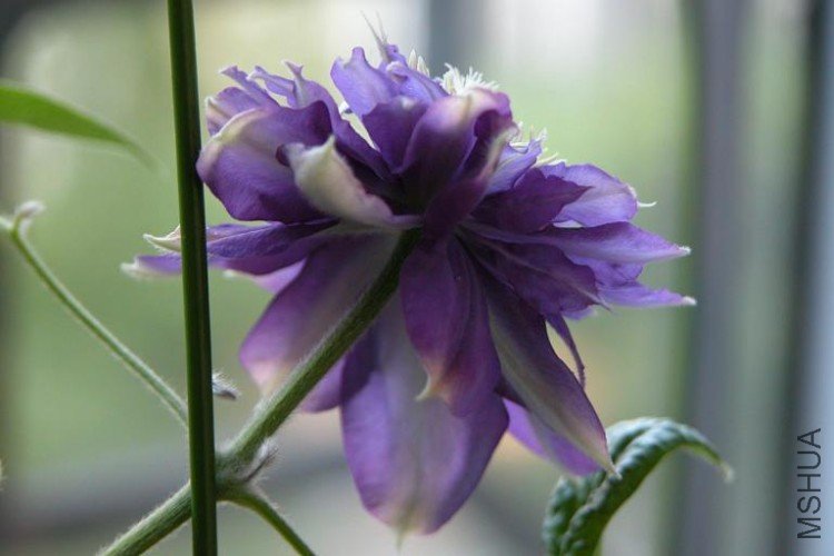 Kir Te Kanawa��Ӱ.JPG