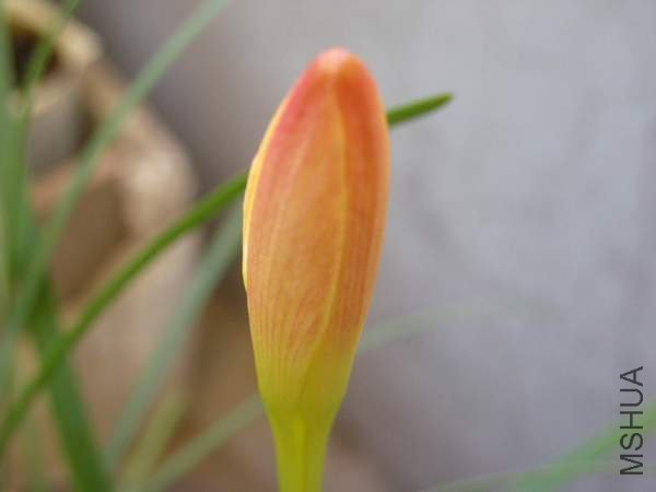 ���������峿