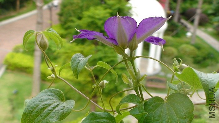 �ٿ��»��뻨�٣�