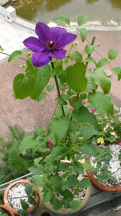 6-23�գ��������������Ѿ��ǵ����ο�������