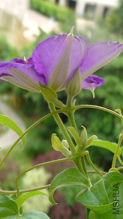 �����»��뻨ѿ����д����������һ�߿���һ�߳���ѿ��