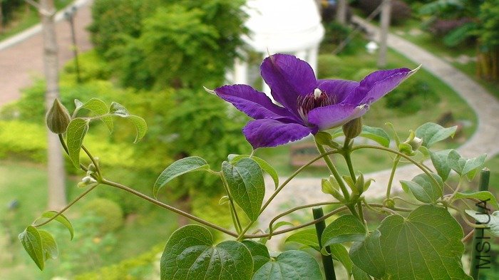 �������»��뻨�١���������������ģ�