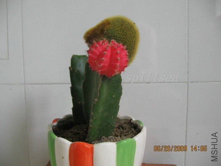3���޽ӵĶཬ