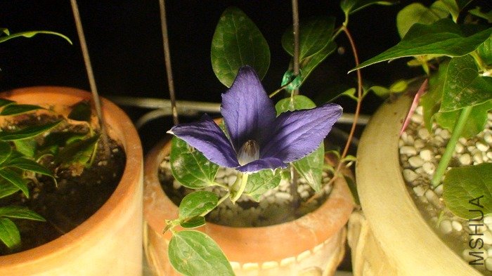 �����ĵڶ��죬�����¹��꣬һ�翴�������������ò����ˣ���ϧûʱ�����գ����������յģ�����û�п�ȫ