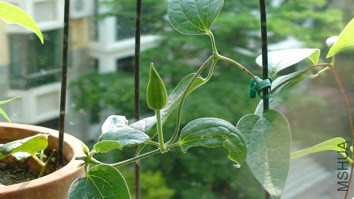 6-19�գ��������١�����С�İε���֦��û�ܿ����ڶ��仨����û�뵽�������Ѿ���������֦�����ֱƳ����µĻ� ...